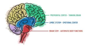 Productivity, Stress and Flow Brain Model